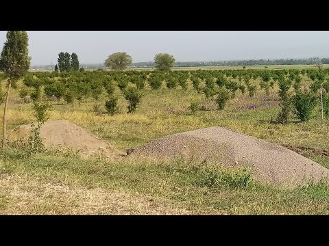 ქართული ნაგაზის ძაღლ საშენი , მშენებლობა
