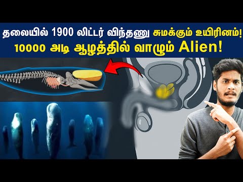 Sperm Whale: 18 மீட்டர் நீளத்துக்கு வளரும் பிரம்மாண்ட உயிரினம் ஆழ்கடலில் வாழ்வது எப்படி?