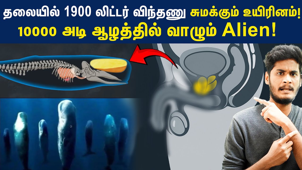 Sperm Whale: 18 மீட்டர் நீளத்துக்கு வளரும் பிரம்மாண்ட உயிரினம் ஆழ்கடலில் வாழ்வது எப்படி?