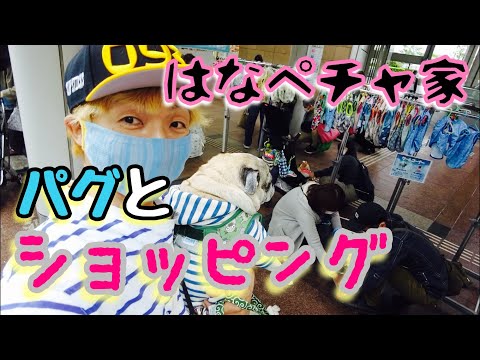 【お買物】パグとショッピング♬〜チョキ君が品川HANAPECHA YAに遊びに行ってみた〜