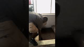 With a good space and knowledge, you can also make the black soldier fly maggots in metric tons