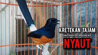 murai batu gacor AMPUH buat PANCINGAN murai batu agar bunyi JADIKAN burung murai gacor EMOSI NYAUT