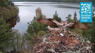 Nest Building Isn't Easy - Loch of the Lowes osprey webcam (2021)