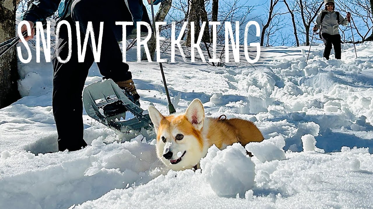 【犬と外遊び】大山でスノートレッキング／狗賓大山に宿泊（鳥取）