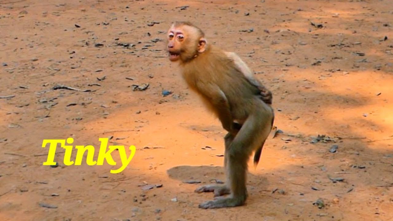 Monkey Tinky happy Play with Friends #poormonkey #tinky #baila #monkeychallenge #cutemonkey