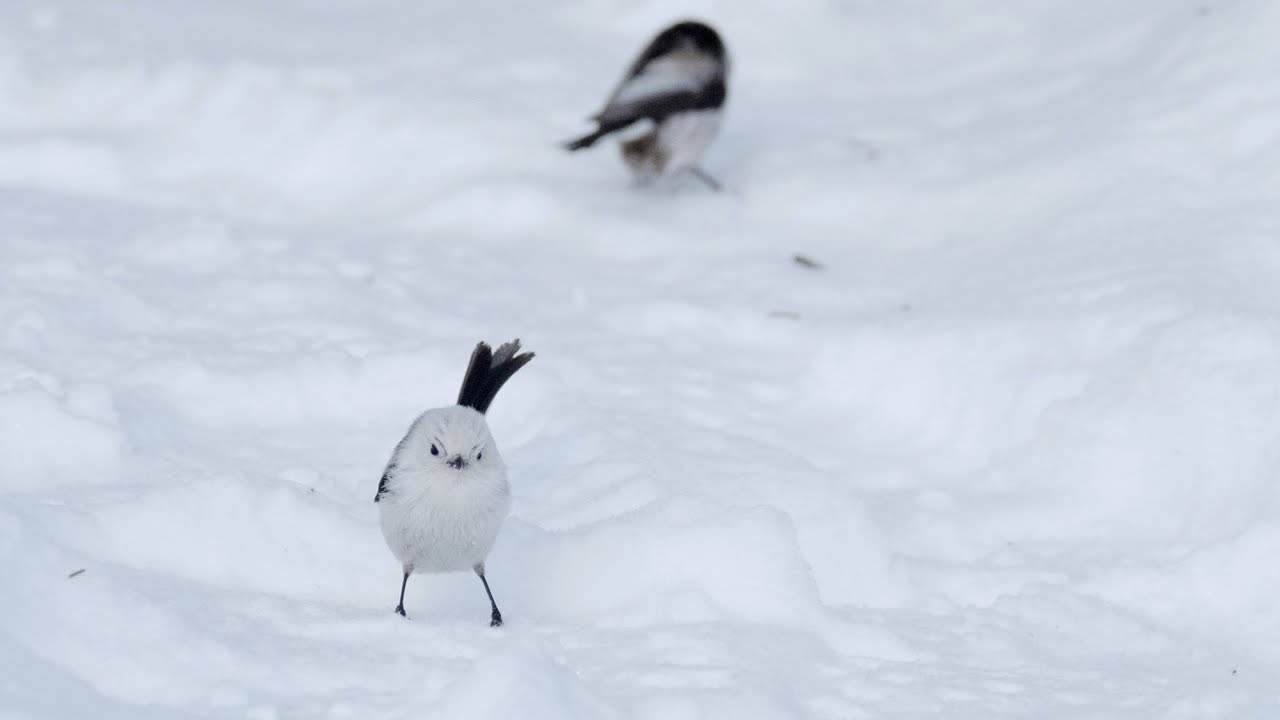 Long-Tailed Tit walking on the snow. - YouTube