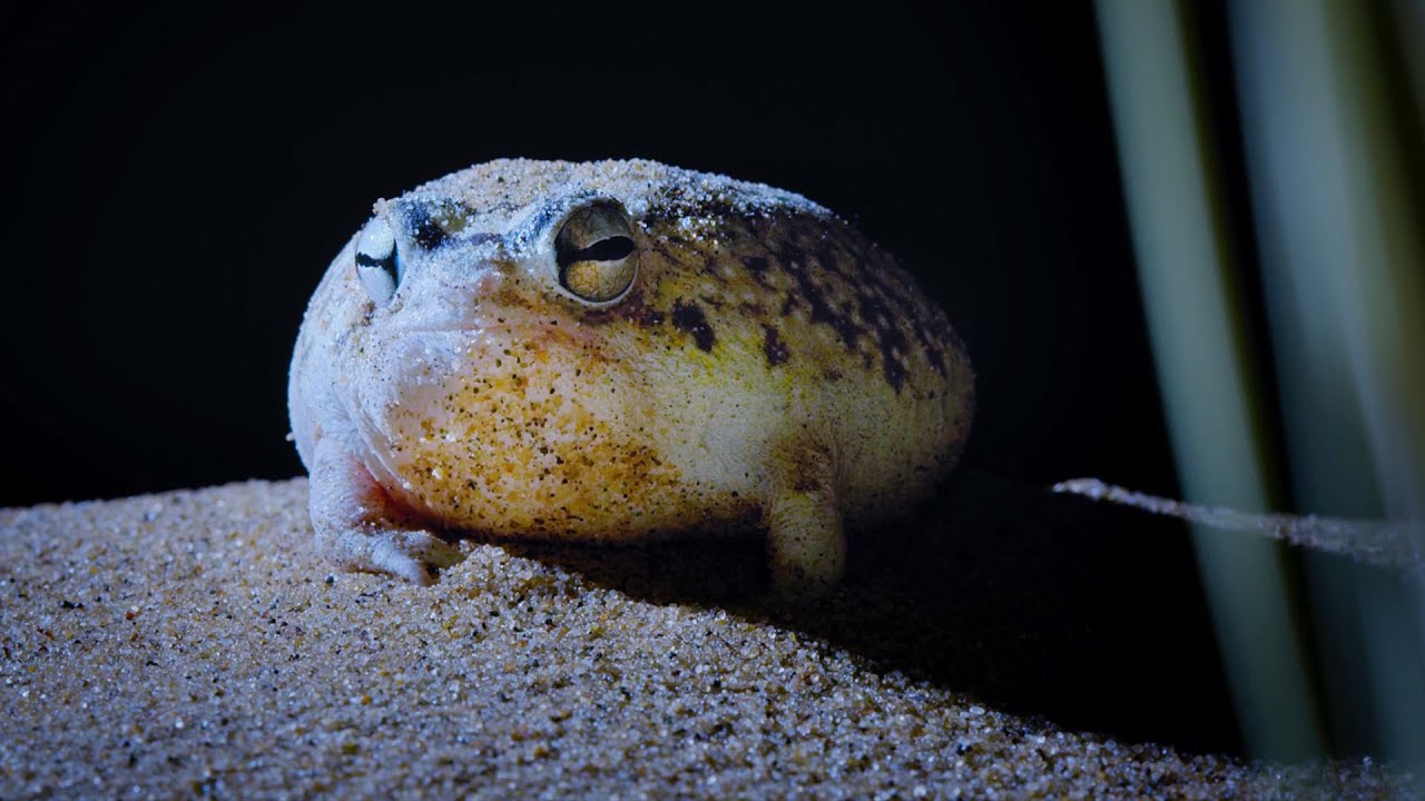 ⁣Tiny Frog Faces Night Full Of Terrors | Eden: Untamed Planet | BBC Earth