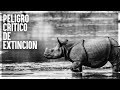 RINOCERONTE DE JAVA | Mini documental