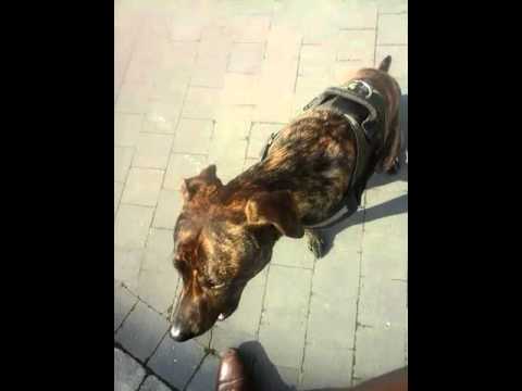 Staff Croiser Berger Malinois