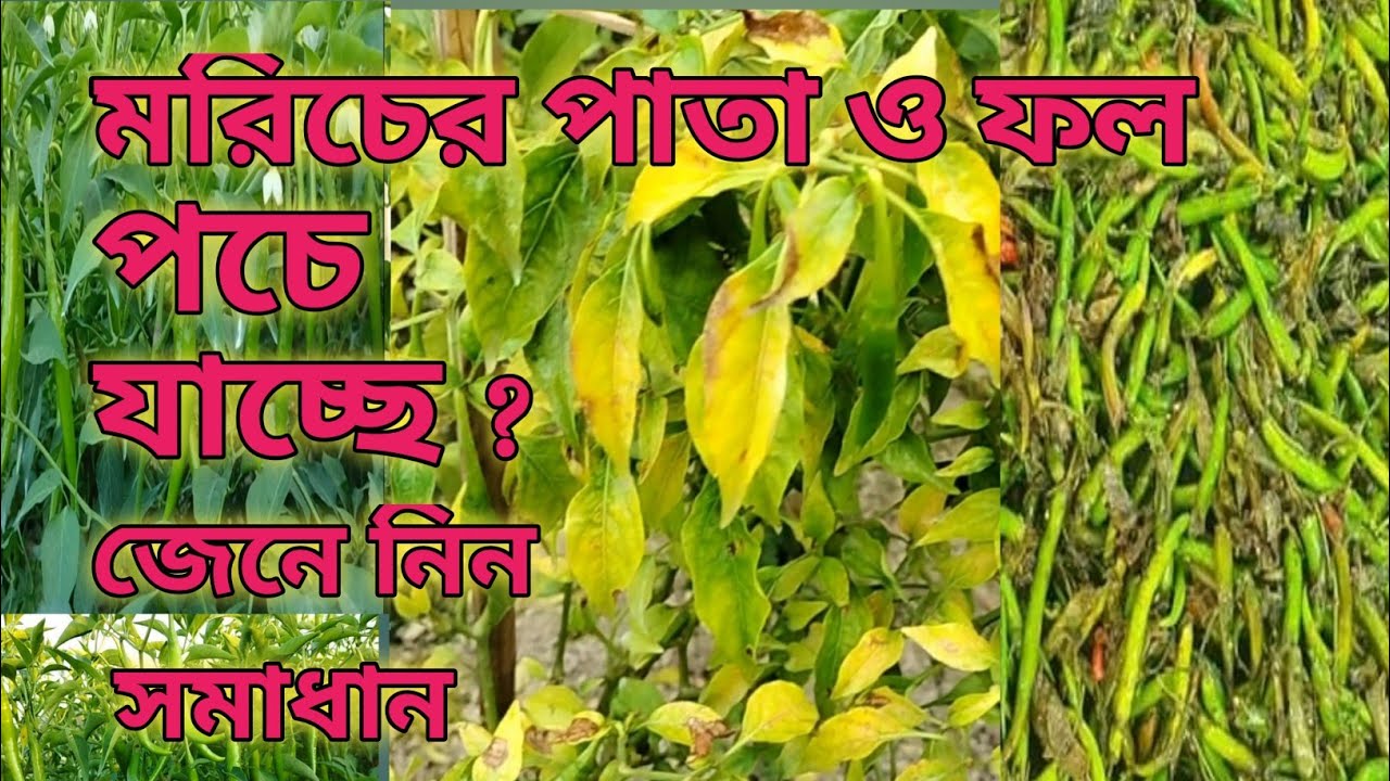 Jumladan porno onlayn tomosha qiling Hind jinsiy aloqa film