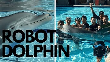 Robot Dolphin That Could Replace Captive Animals At Theme Parks One Day I thought it could be real