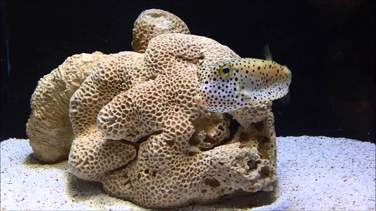 Wow Amazing Fish Camouflage YouTube