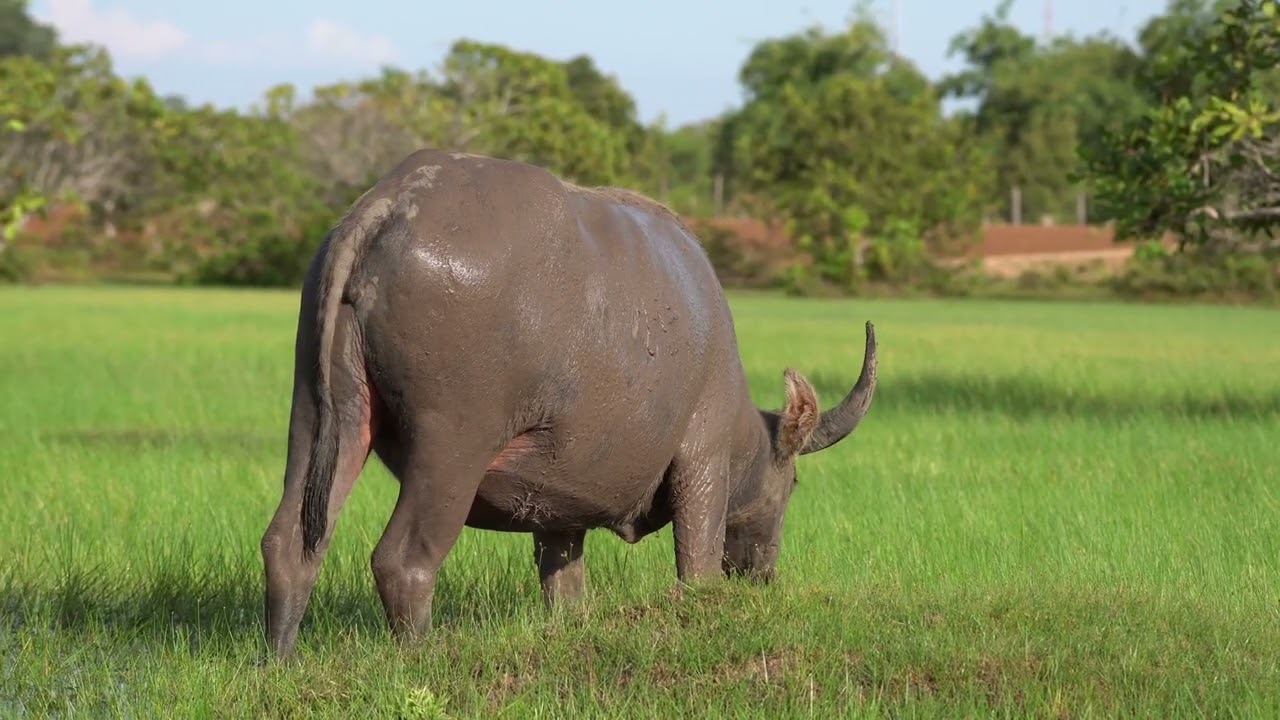 Peaceful Water Buffalo  Slow Living Countryside Ambience EP 5