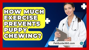 How Much Exercise Prevents Puppy Chewing? - PetGuide360.com