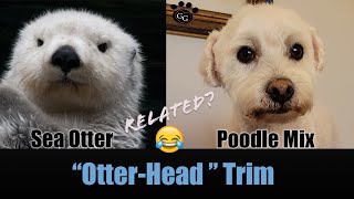 OTTER HEAD!  Transforming a Poodle Mix and giving him a sleek Otter look! 😄 by Gina's Grooming 341 views 1 year ago 4 minutes, 4 seconds