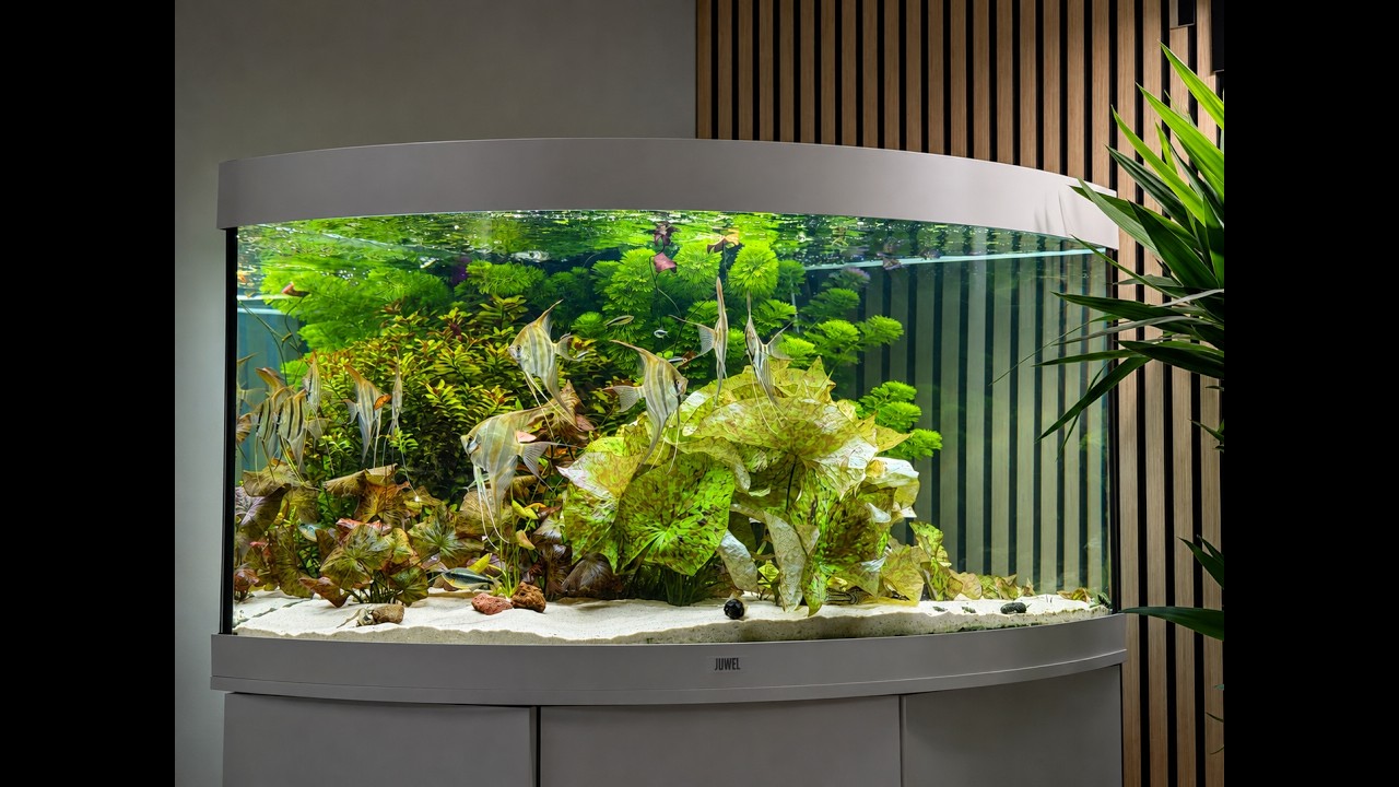 How I Grow Aquarium Plants on Sand - YouTube