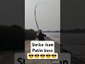 #fishing #baungmonster #mancing #baung #ikan #strikeikanbaung #fishinggear #mancingmania #shortvideo