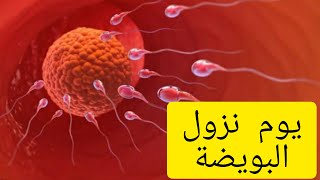 ازاى احسب فترة التبويض واعرف يوم نزول البويضه?