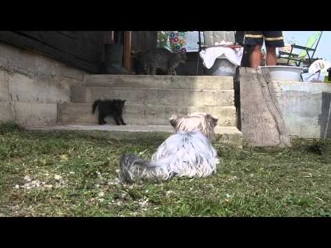 yorkie vs cat the yorkie vs siete the maine coon cat they are the best of friends funnycat tv yorkie vs cat the yorkie vs siete the maine coon cat they are the best of friends funnycat tv