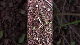 Cotidiano de uma formiga soldado Atta Sp Sauva Tanajura Ica