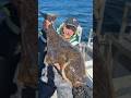 Heilbutt mit der Spinnrute‼️5 Tipps zum Fang | ANGLER TAGEBUCH 242 #heilbutt #fishing #shorts
