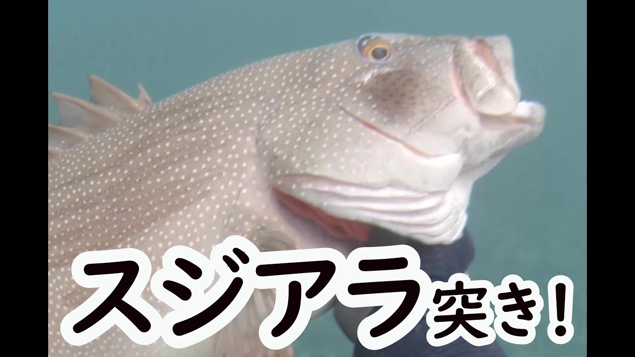 頑張れ やまとそん 魚突き
