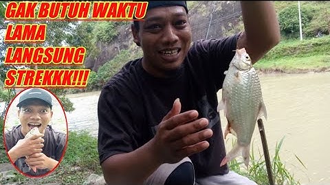 umpan jitu ikan tawes air keruh,mancing ikan tawes sirip merah.