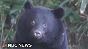 U.S. issues travel warning for Japan as country deals with spike in bear attacks