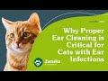 Why proper ear cleaning is critical for cats with ear infections