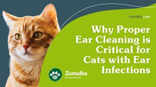 Why Proper Ear Cleaning Is Critical For Cats With Ear Infections by Zumalka by HomeoAnimal - Helping Pets Naturally  47 views 1 year ago 37 seconds