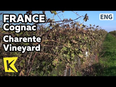 【K】France Travel-Cognac[프랑스 여행-코냑]샤랑트 강변, 광활한 포도밭/Charente Vineyard/Cognac