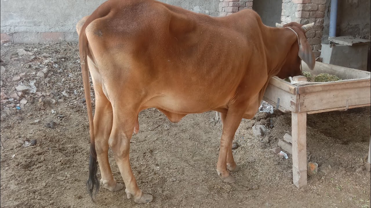 Dehati Log is live Beautiful cholistani Cow | Eating Grass Animal Video🐄🐄🐄🌿🌿🌿