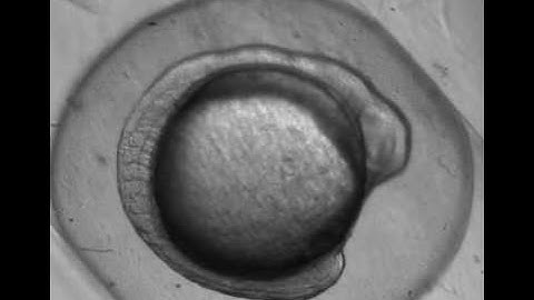 Zebrafish egg development over 24 hours