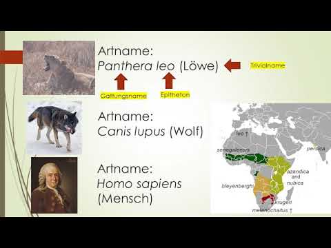 Video: Multilocus-Phylogenie Und Kryptische Vielfalt Von Spitzmäusen (Mammalia, Eulipotyphla, Crocidura) In China