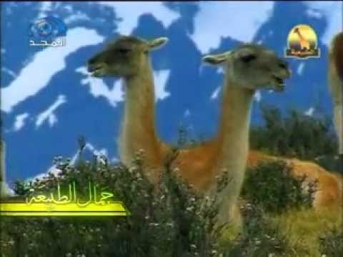حيوانات متنوعة جمال الطبيعة 