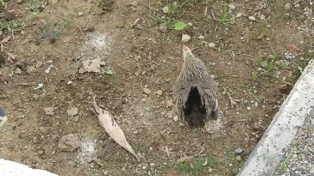 Rooster chase over broody hen and  mating forcefully