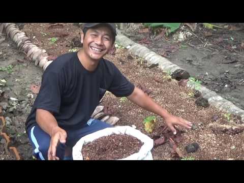 Video: Bolehkah Habuk Papan Digunakan Sebagai Mulsa Di Bawah Pokok Buah?