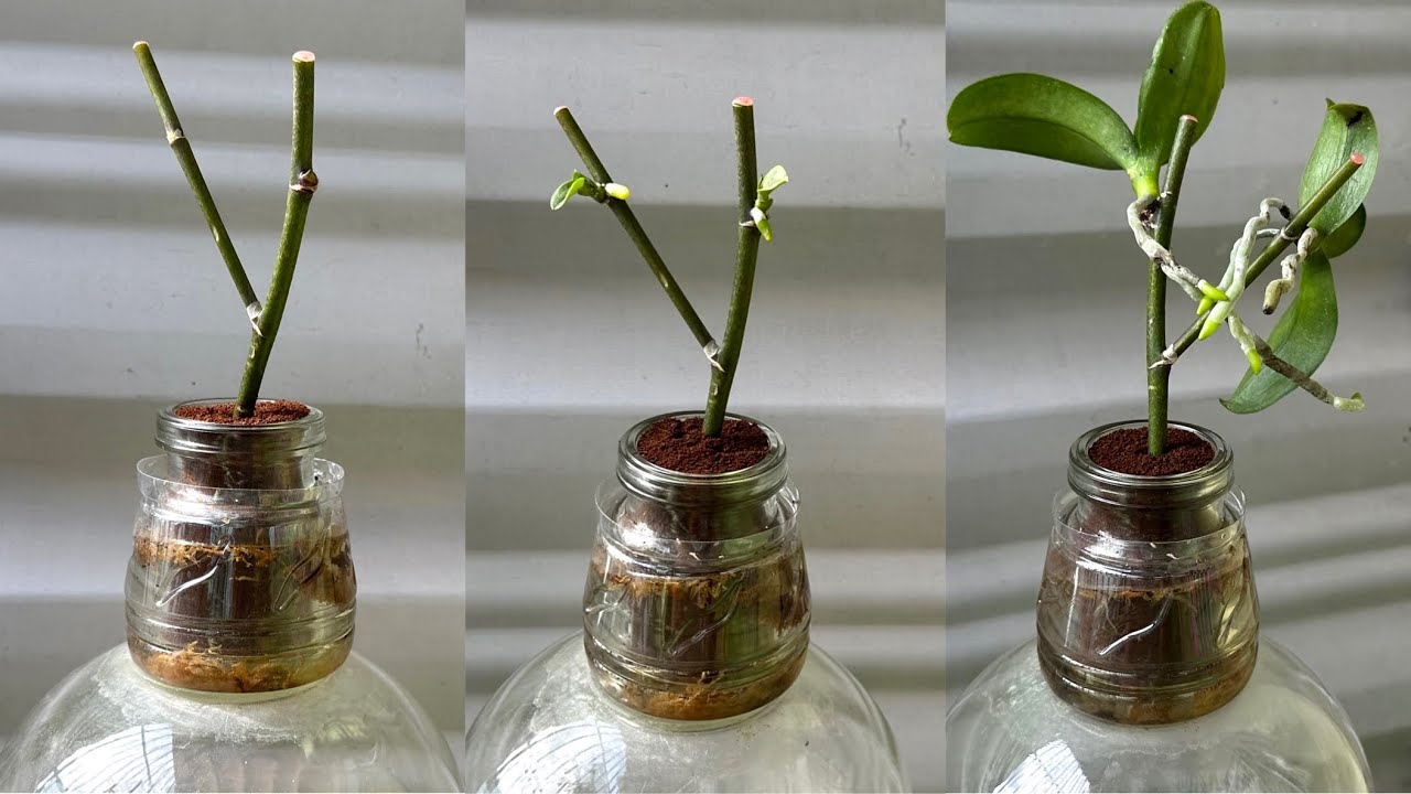 Просто кофе! Орхидея мгновенно прорастает на ветке и цветет круглый год.