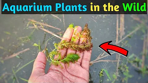 Aquarium Plants in the Wild | Wild Aquarium Plants | CrazyF India