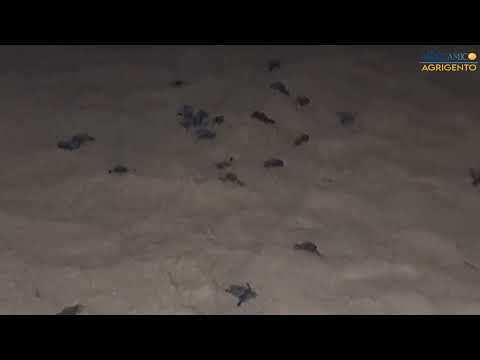 LA PRIMA SCHIUSA DI TARTARUGHE CARETTA CARETTA IN PROVINCIA DI AGRIGENTO