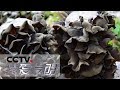 《我爱发明》 木耳采收侠 20190922 | CCTV科教