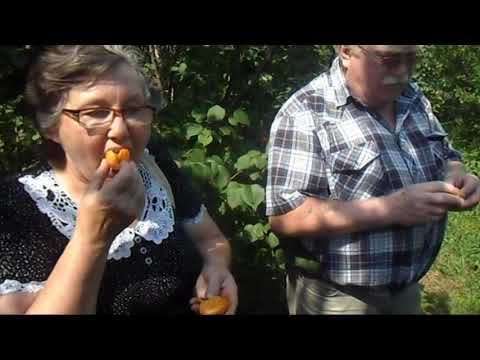 Райский сад Железова 2015 - Ждём изменения климата! Райский сад Железова 2015 - Ждём изменения климата!