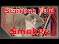 Smokey The Scottish Fold Playtime.  Playful, &amp; lovable attitudes with this breed.