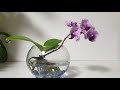 호접란 수경재배  (#orchid)