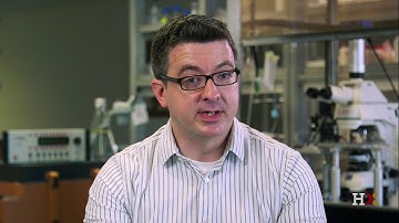 Fundamentals of Neuroscience, Part 2: Neurons and Networks | HarvardX on edX