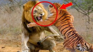 老虎大戰雄獅真實畫面！老虎將其鎖喉狠狠壓制，誰才是真正的貓科一哥呢？喜洋洋說