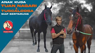 ARAGON STABLE KUDA PACU BERTABUR BINTANG TERMASUK 2 EKOR AMUNISI BARU DARI TANAH MINAHASA !!