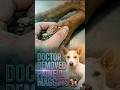 Doctor Saves Dog by Removing Painful Maggots 🐶 #dogrescue