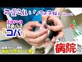 可愛らしい「ノラの子猫」Season2 #6 保護から一週間！自宅治療するが良く成らず、再び「病院」へ・・(T^T)