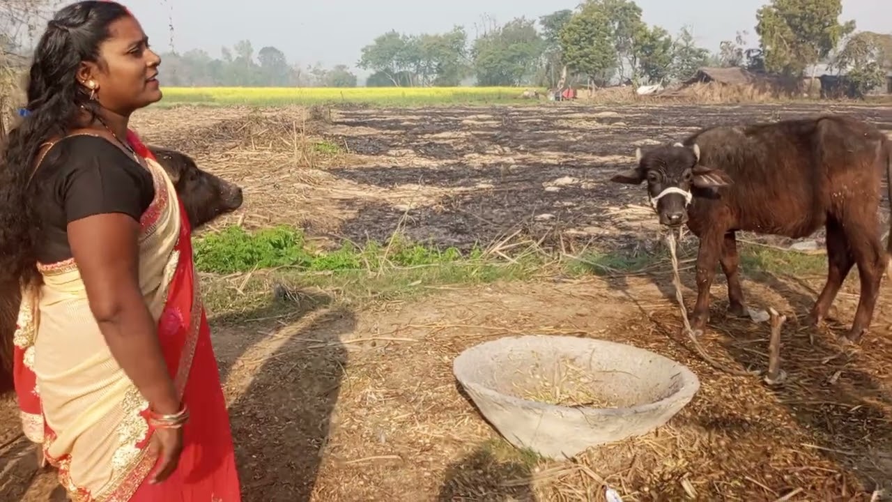 विजयपालकॉमेडी#वीडियो वायरल#